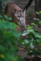 retrato de puma foto