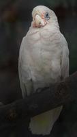 Little corella on branch photo