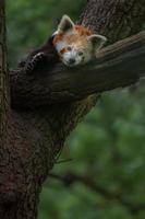 Red panda on tree photo