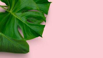 Monstera plant leaves isolated on pink background photo