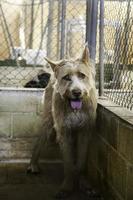 Abandoned and caged dogs photo
