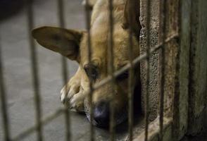 Abandoned and caged dogs photo