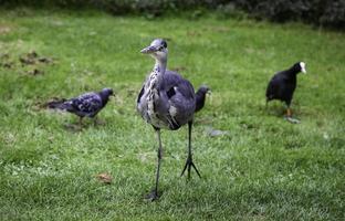 garza común en un parque foto