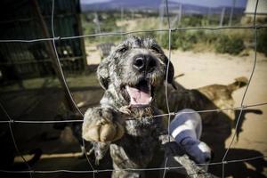 Abandoned and caged dogs photo