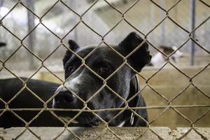 Abandoned and caged dogs photo