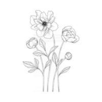 Ilustración floral de peonía dibujada a mano. vector