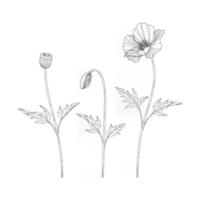 Hand drawn poppy floral illustration. vector