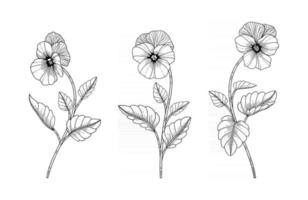 Ilustración floral pensamiento dibujado a mano. vector