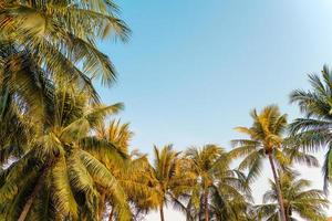 Beautiful coconut palm tree with blue sky photo