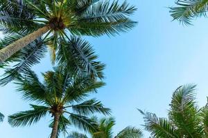 hermosa palmera de coco con cielo azul foto