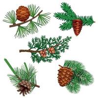Conifer Cone Needle Set Vector Illustration