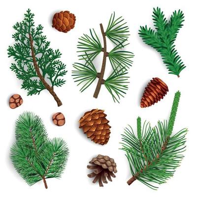 Pine Needle Cones Set Vector Illustration