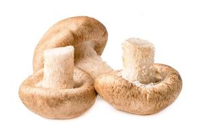 Fresh mushroom isolated on white background. photo