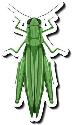 A sticker template with top view of a grasshopper isolated