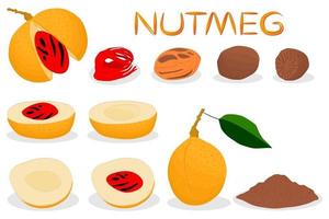 Illustration on theme big set different types spice nutmeg vector