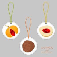 Illustration on theme big set different types spice nutmeg vector