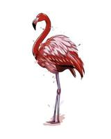 Pink flamingo from a splash of watercolor, colored drawing, realistic. Vector illustration of paints