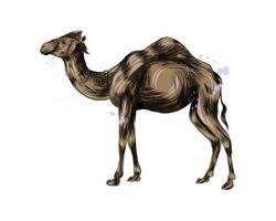 Arabian camel from a splash of watercolor, colored drawing, realistic. Vector illustration of paints