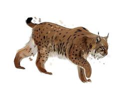 Lynx from a splash of watercolor, colored drawing, realistic. Vector illustration of paints