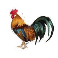 Cock from a splash of watercolor, colored drawing, realistic. Vector illustration of paints