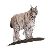 Lynx from a splash of watercolor, colored drawing, realistic. Vector illustration of paints