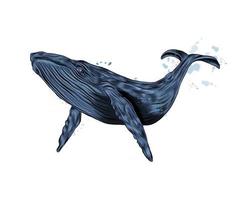 Humpback whale, blue whale from a splash of watercolor, colored drawing, realistic. Vector illustration of paints