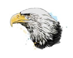 Bald eagle head portrait from a splash of watercolor, colored drawing, realistic. Vector illustration of paints