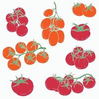 Doodle dibujo a mano alzada de vegetales de tomate. vector