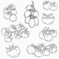 Doodle dibujo a mano alzada de vegetales de tomate. vector