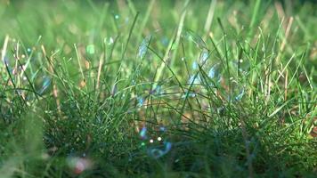 zerbrechliche Blasen auf Gras mit Morgenlicht video