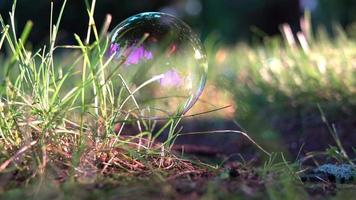 bulle de savon fragile sur l'herbe avec les lumières du matin video