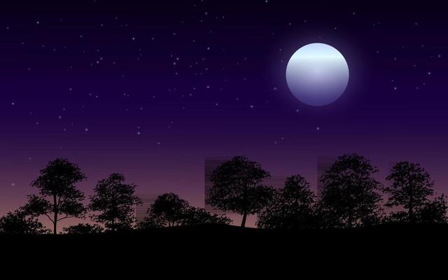 Beautiful Night In Forest Illustration