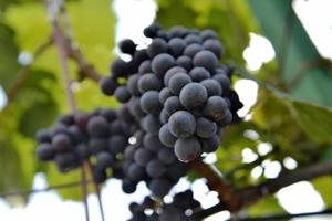 Hanging beautiful bunches of grape outdoors in rural photo
