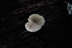 White Shroom on a Log photo