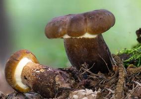 Vista detallada de un joven hongo comestible marrón hollín milkcap en el musgo foto