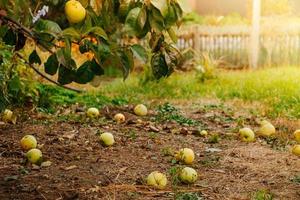 Fallen apples lie on the ground, a new crop in the sun photo