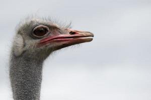 granja de avestruces, un pájaro de cerca foto