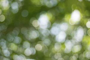 Bokeh, la belleza del desenfoque causado por el fondo de árboles verdes foto