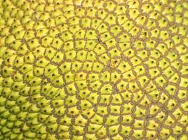 Close up green skin jackfruit texture background tropical fruit photo