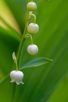 flores de lirio de los valles, convallaria majalis. foto