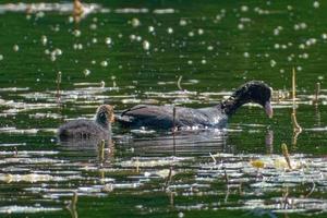 La focha euroasiática es un miembro de la familia de las aves raíl y crake. foto