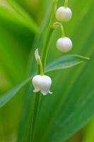 flores de lirio de los valles, convallaria majalis. foto