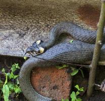 Collared snake, Grass snake in the Nature ,Natrix natrix photo