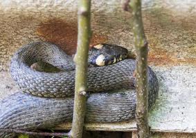 serpiente de cuello, serpiente de hierba en la naturaleza, natrix natrix foto