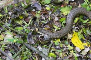 serpiente de cuello, serpiente de hierba en la naturaleza, natrix natrix foto