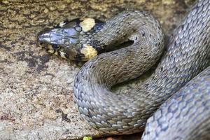 Collared snake, Grass snake in the Nature ,Natrix natrix photo