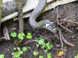 serpiente de cuello, serpiente de hierba en la naturaleza, natrix natrix foto