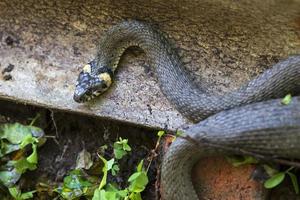 Collared snake, Grass snake in the Nature ,Natrix natrix photo