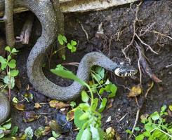 serpiente de cuello, serpiente de hierba en la naturaleza, natrix natrix foto
