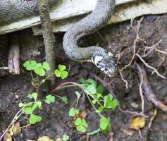 serpiente de cuello, serpiente de hierba en la naturaleza, natrix natrix foto